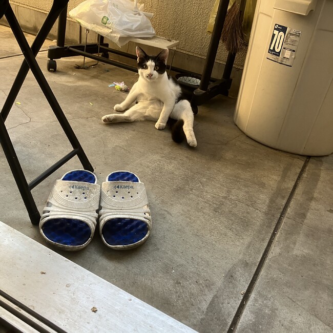 猫好きちゃんのカバー写真