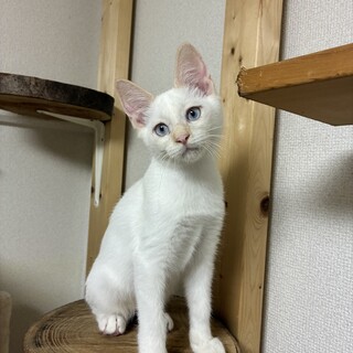 【11/7町田市木曽西】獅童