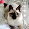 ペントリーナ