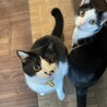ハチくんママ