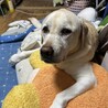 さえぞう1015