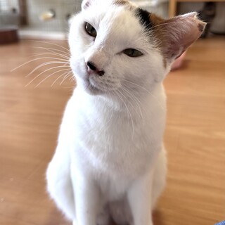ちょっとビビリな甘えんぼ　とうふぁちゃん