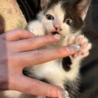 べったべたのあまえんぼ、あんこちゃん