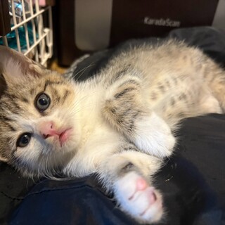 甘えん坊のやんちゃ坊や、すあまくん