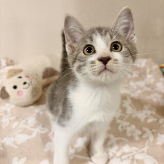 ベタベタ甘えん坊の女の子すばるちゃん