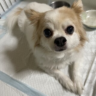 残りの犬生を幸せにしてあげてください