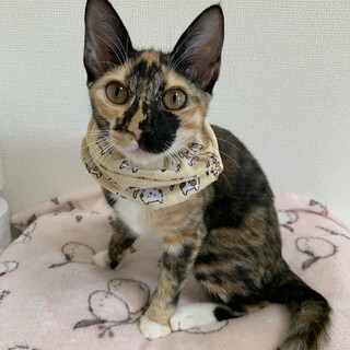 あさつゆ　元気いっぱい三毛の女の子