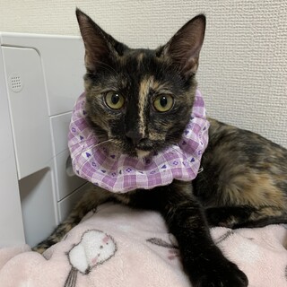 ベリー　おっとりマイペースなサビの女の子