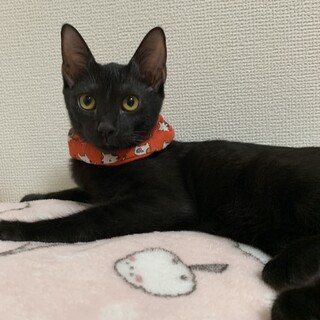 アポロ　小さくてちょぴりびびりな黒猫の女の子