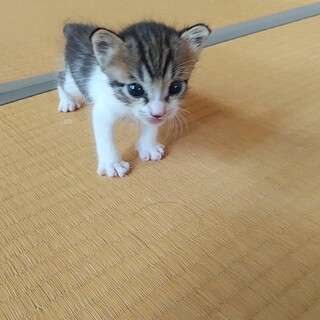 最後2週間の子猫