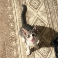 ウル
