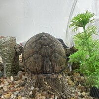 カメロン