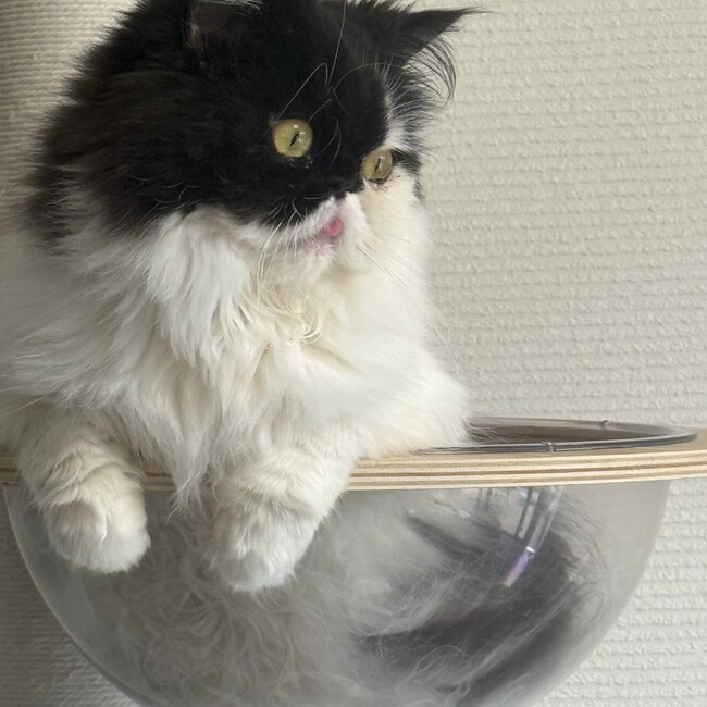 古山明香のカバー写真