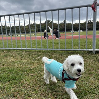 ミニチュアシュナウザーとマルチーズのmix犬です。