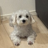 しゅなまる