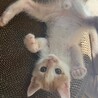 あじゅーる