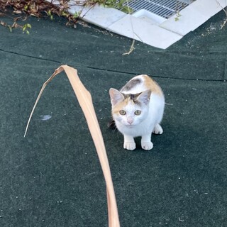 野良のお母さんが産んだ子です