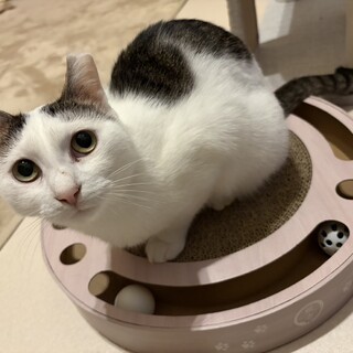 人間大好き！懐っこナツコちゃん