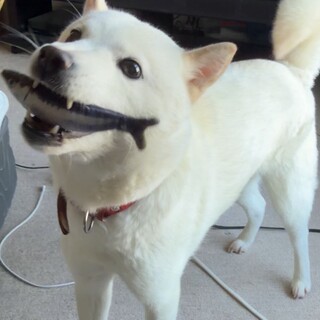 北海道犬メス　ちょっとビビリな優しい性格です