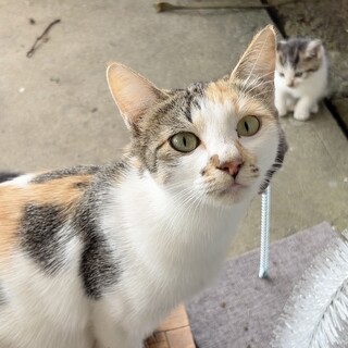  短しっぽのとっても可愛い三毛猫ちゃん♡