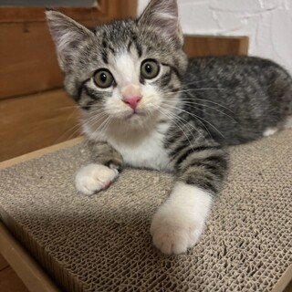 ちょこちょこ歩きが可愛い《まめ》ちゃん