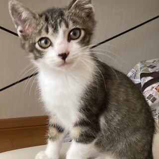 ゴロスリの男の子、クルリちゃん