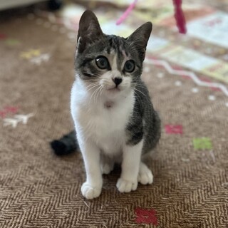 かわいいサバ白、めいちゃん