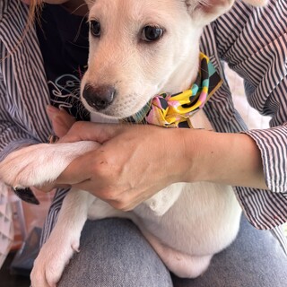 香川県出身野犬の仔犬【ウー君】