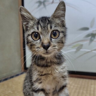 懐こくて人が大好きな超甘え子ラム姫
