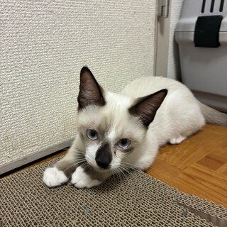 【町田市木曽西】染之助