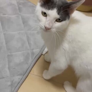 愛嬌抜群！グレイ白のハチワレ女の子4歳