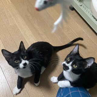 兄弟2匹引き取れる方いませんか？