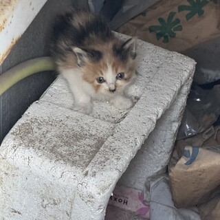 親から見放されてしまった子猫