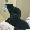 くろまめシスターズ