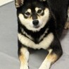 うのまる