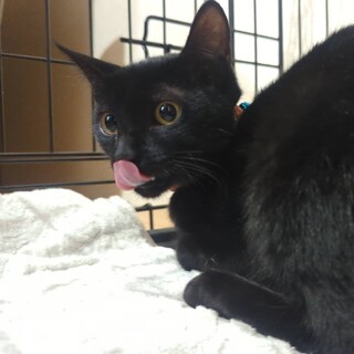 4ヶ月くらいの黒猫、女の子です！