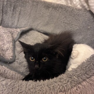 黒猫の子猫