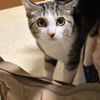 キジシロ子猫・穏やかな女の子