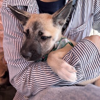 香川県出身野犬の仔犬【サン】