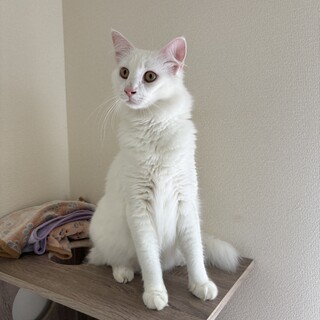 ノルウェージャン♂ 1歳