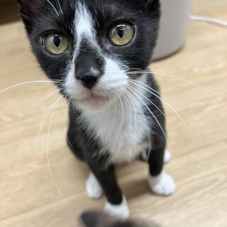 とっても温厚で元気な男の子☆ベーコン