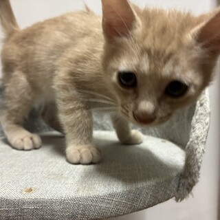 生後2ヶ月の子猫。ミルクティーカラーの男の子。