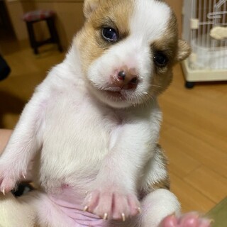 ミルクボランティア中　エボちゃん　10/1生まれ