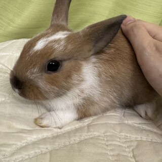 子うさぎの里親様募集します！