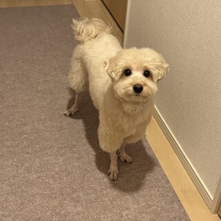元気で甘えん坊なチワプーです。