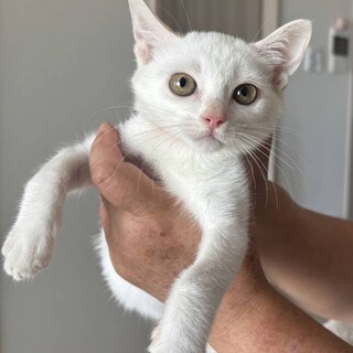 ピンクのお鼻がチャームポイント♡ミルク君