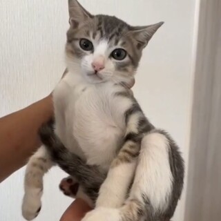 きょとん顔がキュート♡チャイくん