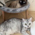 ２匹で引き取ってくださる方お願いします。