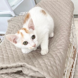 かわいいやんちゃ坊主君♡モンド君