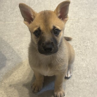 マーちゃん